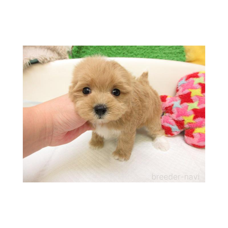 販売中の大阪府のマルプー:マルチーズ×トイプードル-437949の2枚目