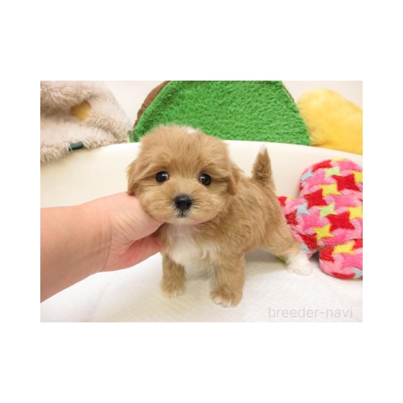 販売中の大阪府のマルプー:マルチーズ×トイプードル-437949