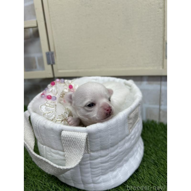 販売中の北海道のチワワ(ロングコート)-437951の8枚目