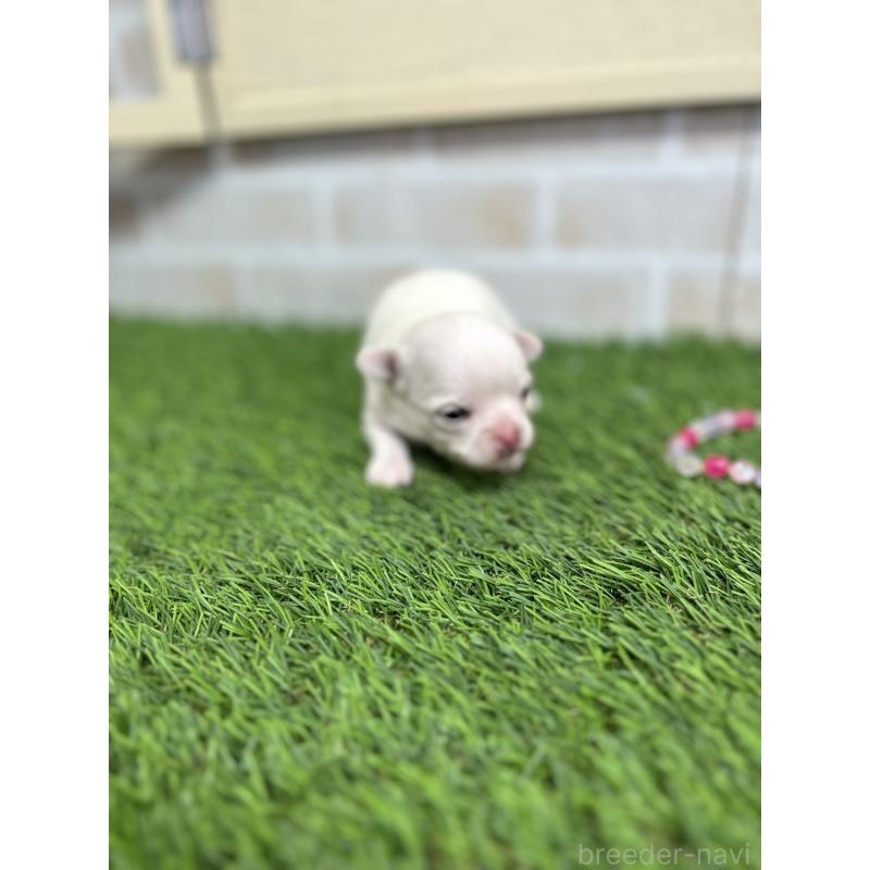 販売中の北海道のチワワ(ロングコート)-437951の7枚目