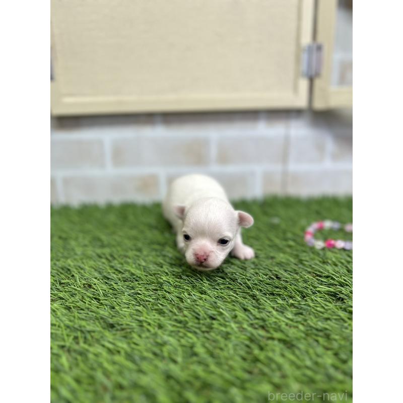 販売中の北海道のチワワ(ロングコート)-437951の6枚目