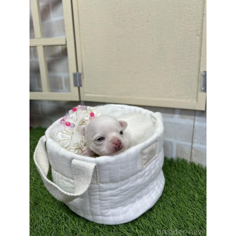 販売中の北海道のチワワ(ロングコート)-437951の5枚目