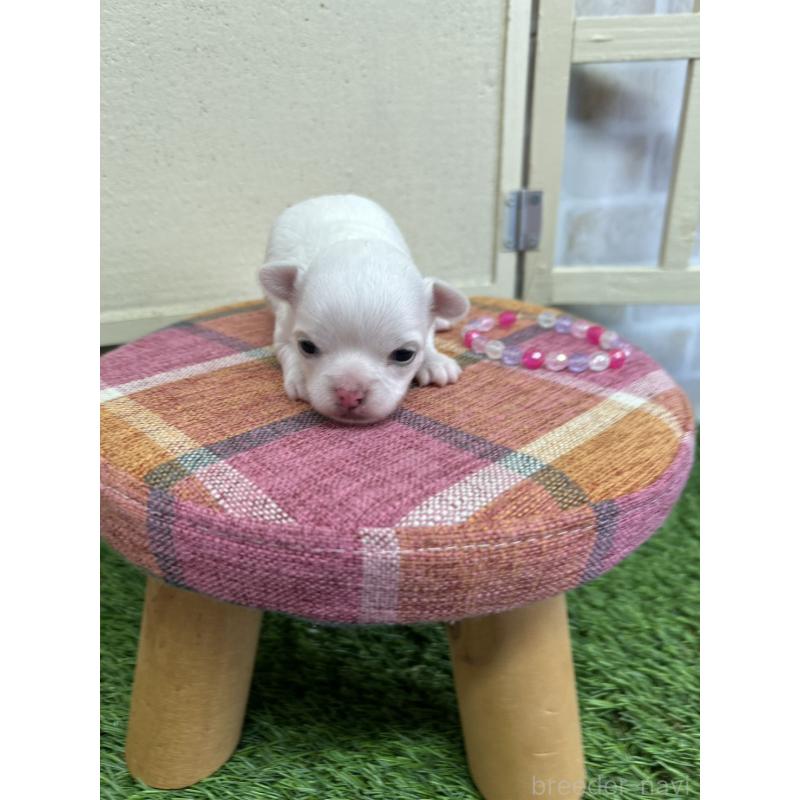 販売中の北海道のチワワ(ロングコート)-437951の4枚目