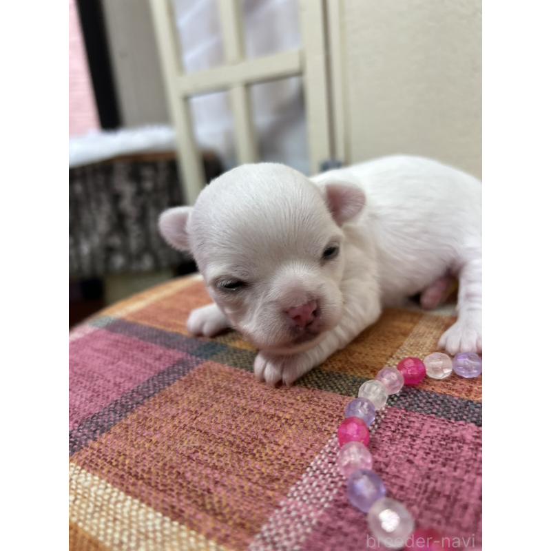 販売中の北海道のチワワ(ロングコート)-437951の2枚目