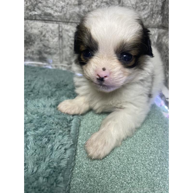 販売中の千葉県のチワズー:チワワ×シーズー-437953の3枚目