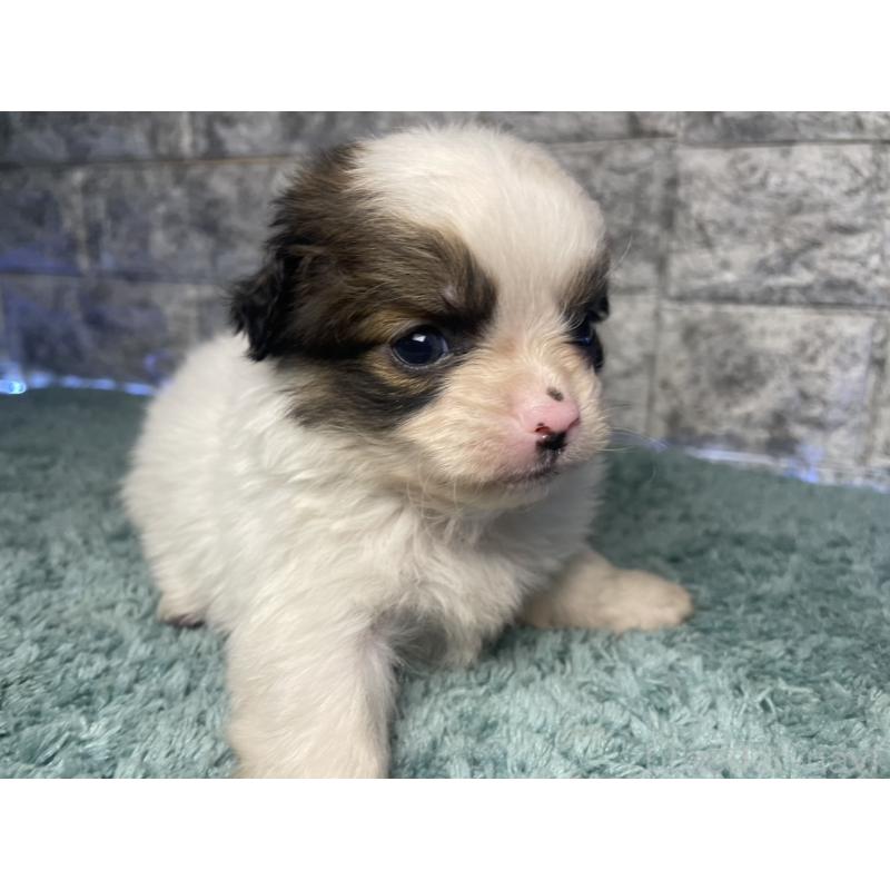 販売中の千葉県のチワズー:チワワ×シーズー-437953の2枚目