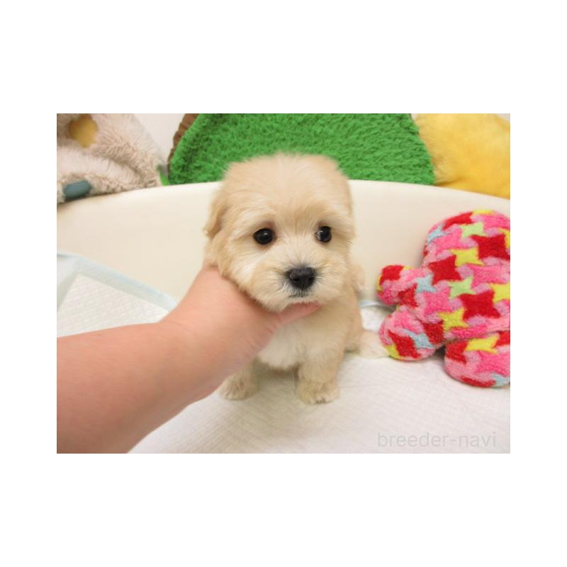 販売中の大阪府のマルプー:マルチーズ×トイプードル-437952の2枚目