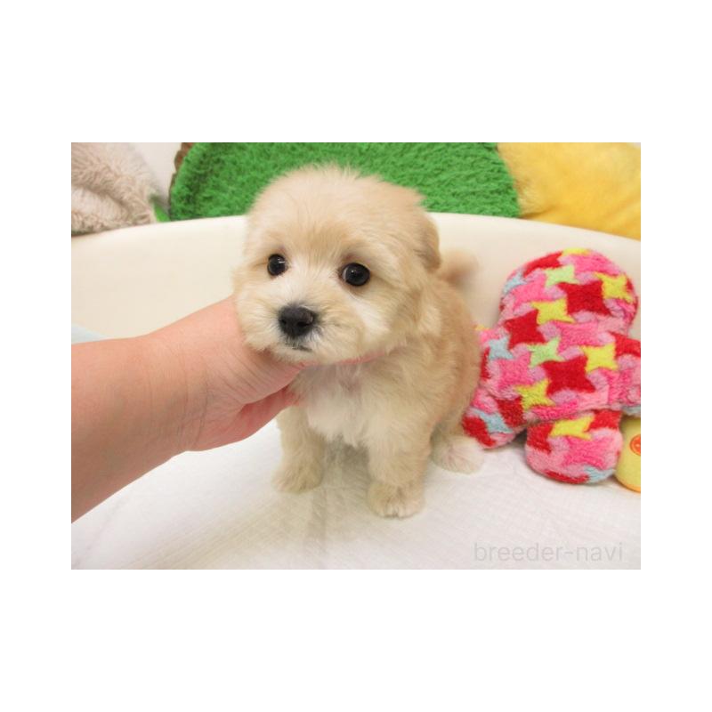 販売中の大阪府のマルプー:マルチーズ×トイプードル-437952