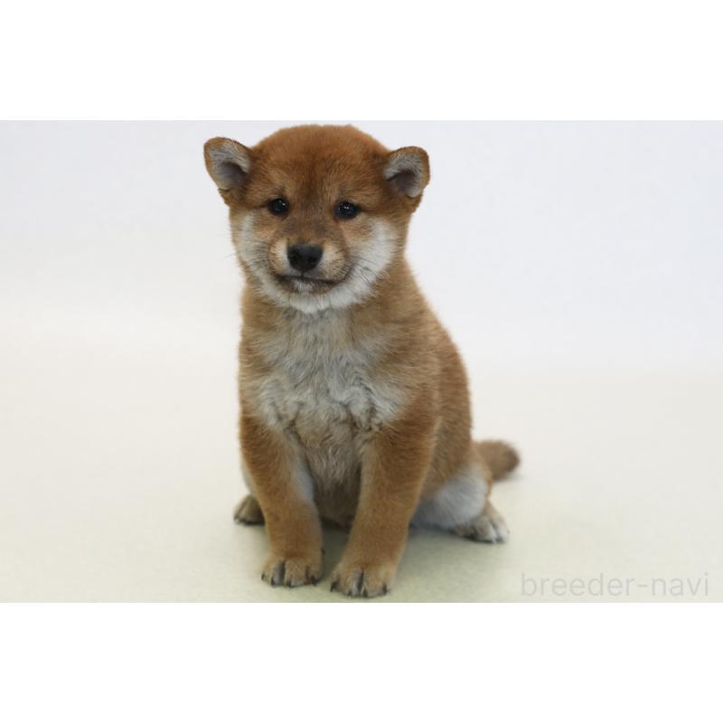 販売中の神奈川県の柴犬-431450