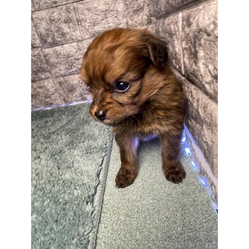 販売中の千葉県のチワズー:チワワ×シーズー-437954の3枚目