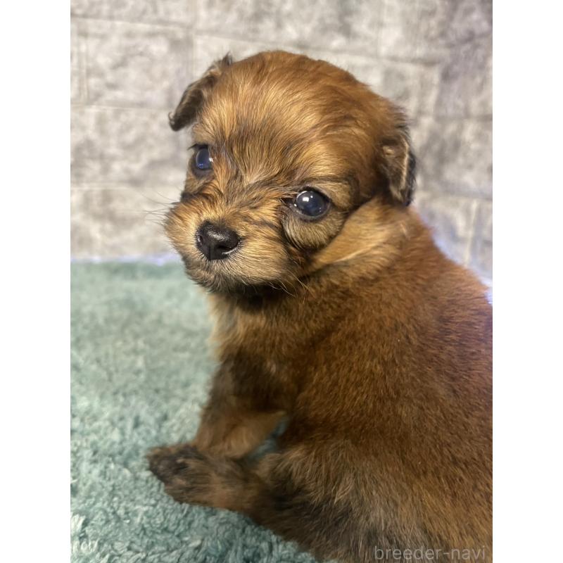 販売中の千葉県のチワズー:チワワ×シーズー-437954の2枚目