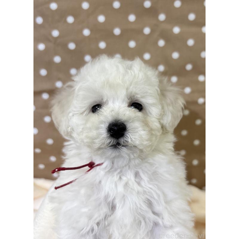 販売中の千葉県のトイプードル-432514の5枚目