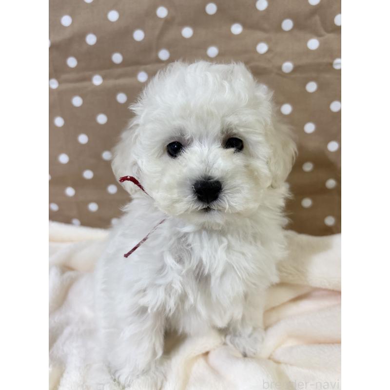 販売中の千葉県のトイプードル-432514の3枚目