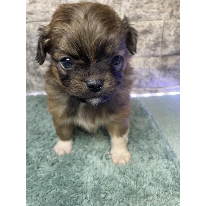 販売中の千葉県のチワズー:チワワ×シーズー-437956の3枚目