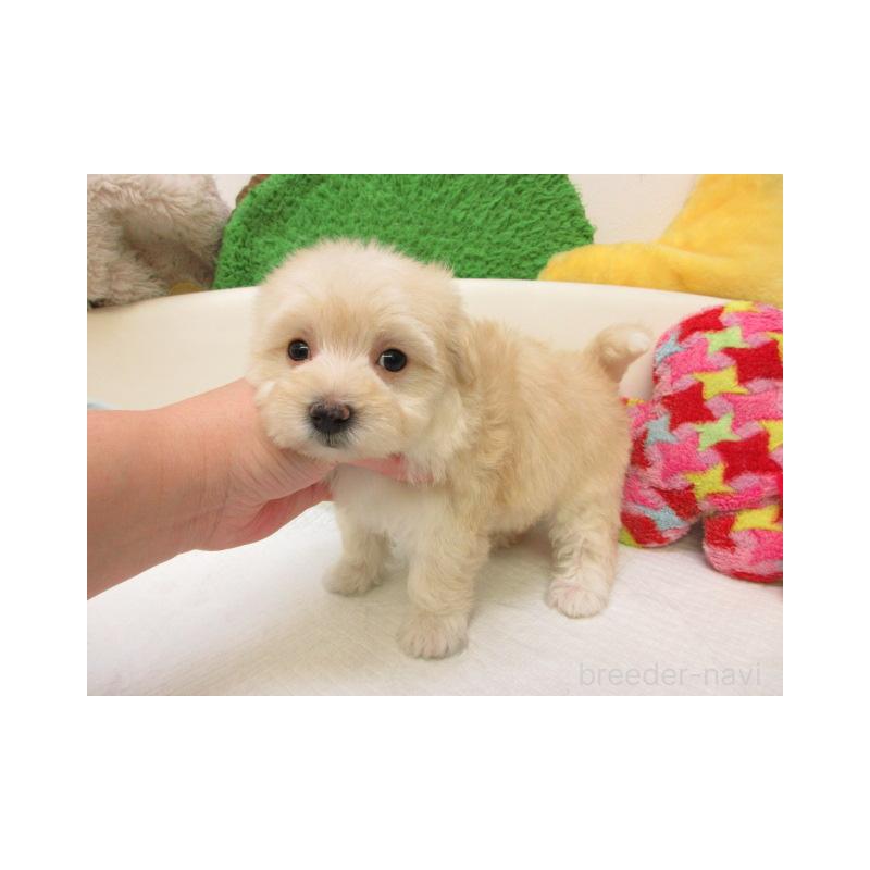 販売中の大阪府のマルプー:マルチーズ×トイプードル-437955の2枚目