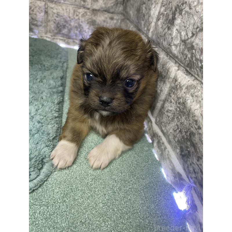 販売中の千葉県のチワズー:チワワ×シーズー-437956の2枚目