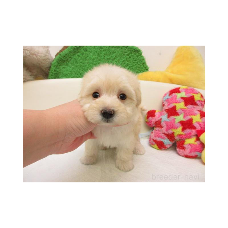 販売中の大阪府のマルプー:マルチーズ×トイプードル-437955