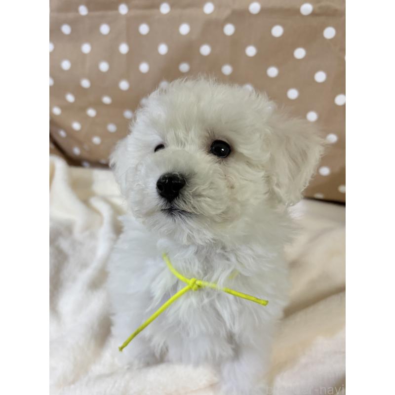 販売中の千葉県のトイプードル-432508の5枚目