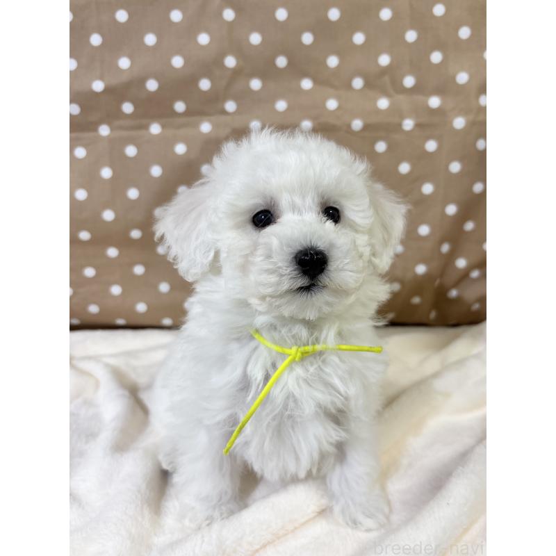 販売中の千葉県のトイプードル-432508の4枚目