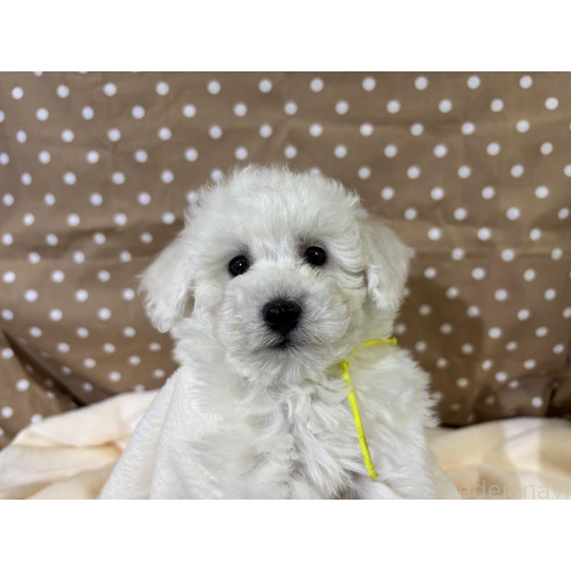 販売中の千葉県のトイプードル-432508の3枚目