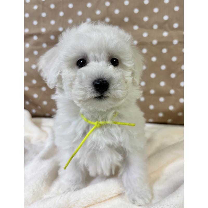 販売中の千葉県のトイプードル-432508の2枚目