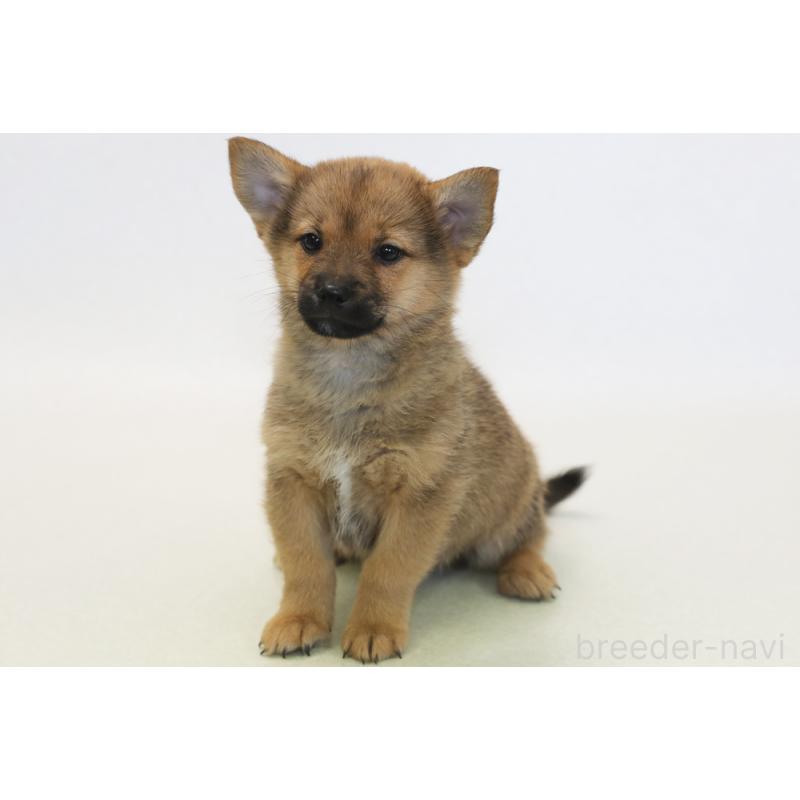 販売中の神奈川県のミックス犬-430108の1枚目