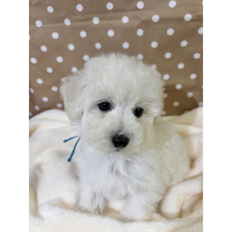 成約済の千葉県のトイプードル-432506の4枚目