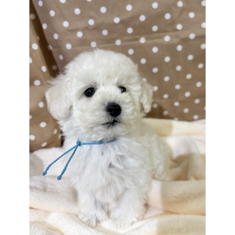 成約済の千葉県のトイプードル-432506の3枚目