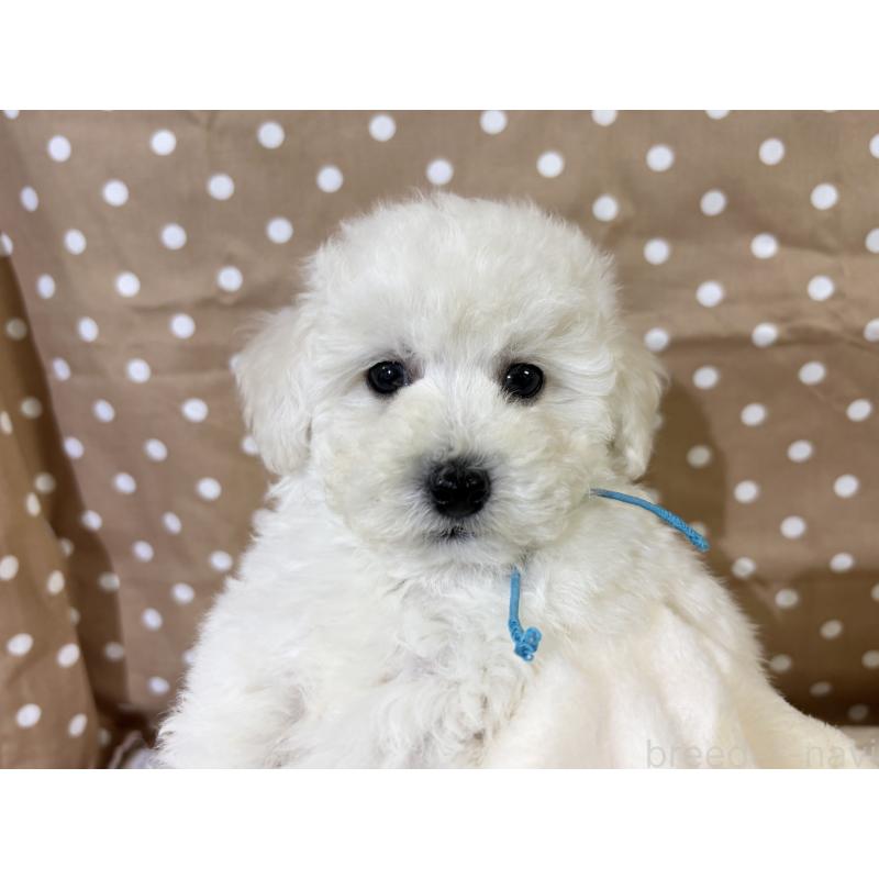 成約済の千葉県のトイプードル-432506の2枚目