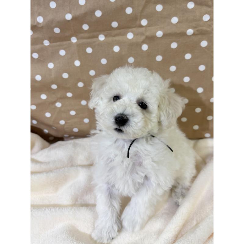 成約済の千葉県のトイプードル-432511の5枚目