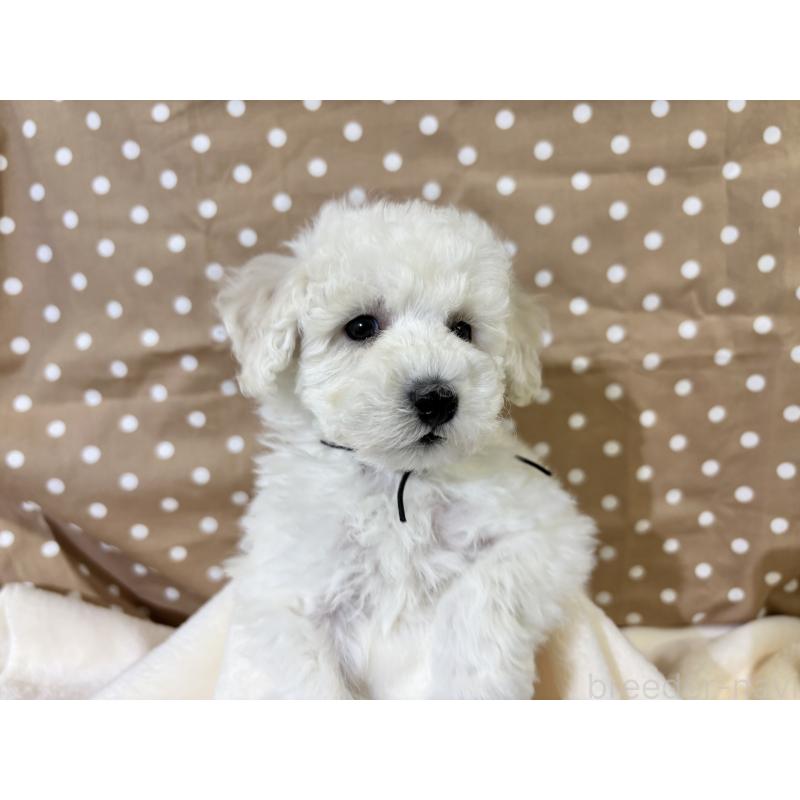 成約済の千葉県のトイプードル-432511の3枚目