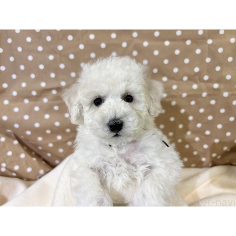 成約済の千葉県のトイプードル-432511の2枚目