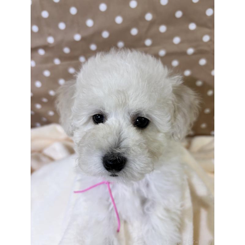 成約済の千葉県のトイプードル-432513の5枚目