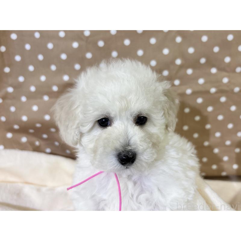 成約済の千葉県のトイプードル-432513の4枚目