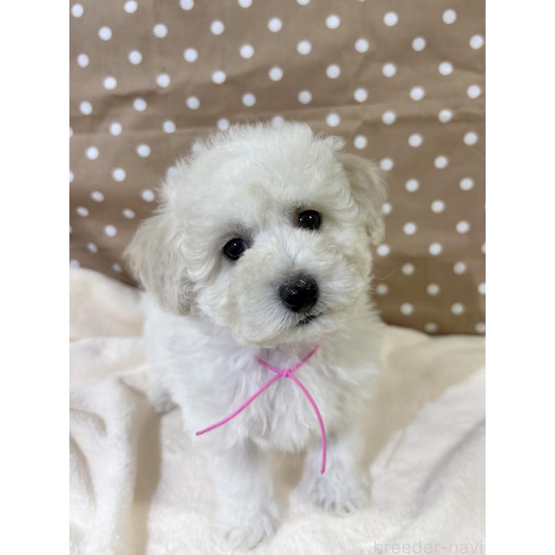 成約済の千葉県のトイプードル-432513の3枚目