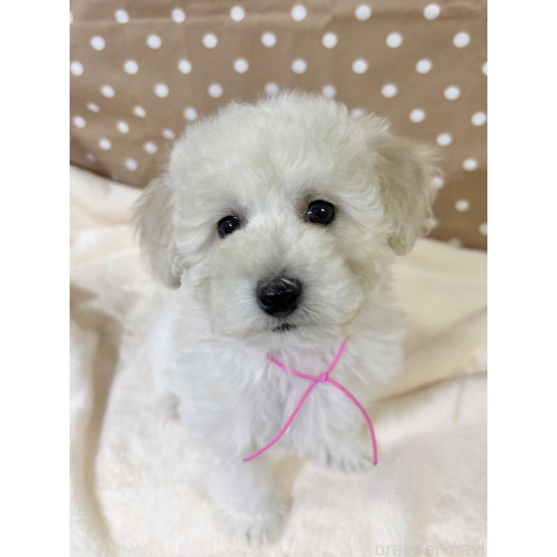 成約済の千葉県のトイプードル-432513の2枚目