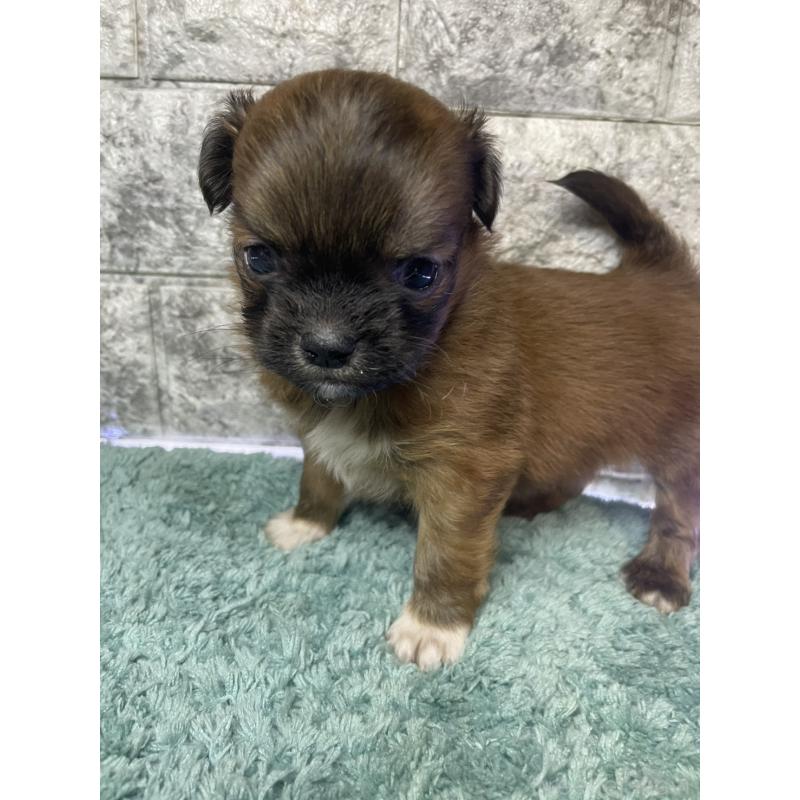 販売中の千葉県のチワズー:チワワ×シーズー-437959の3枚目