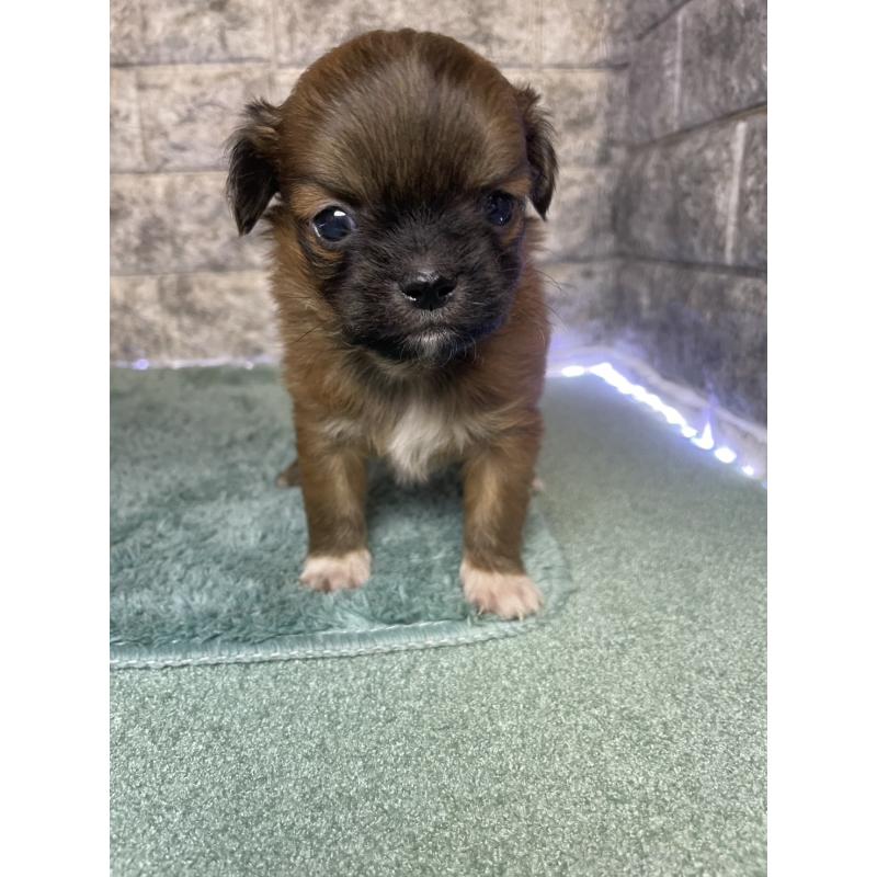 販売中の千葉県のチワズー:チワワ×シーズー-437959の2枚目