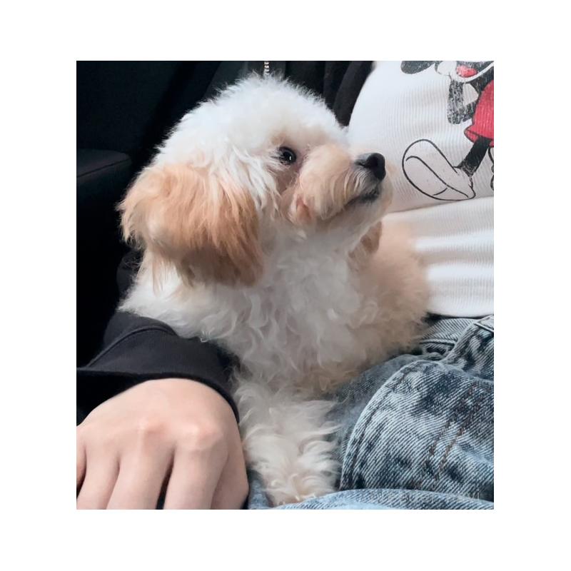 くれあちゃんちゃん1枚目