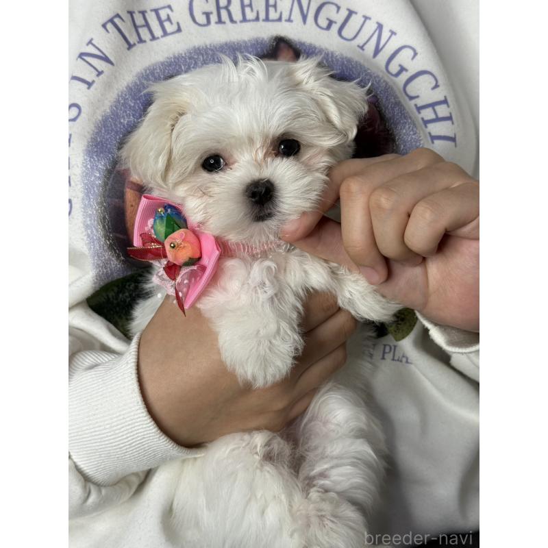 販売中の大阪府のマルチーズ-437957の5枚目