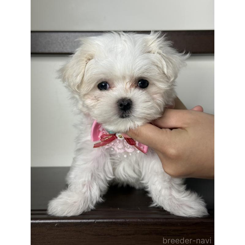 販売中の大阪府のマルチーズ-437957の4枚目