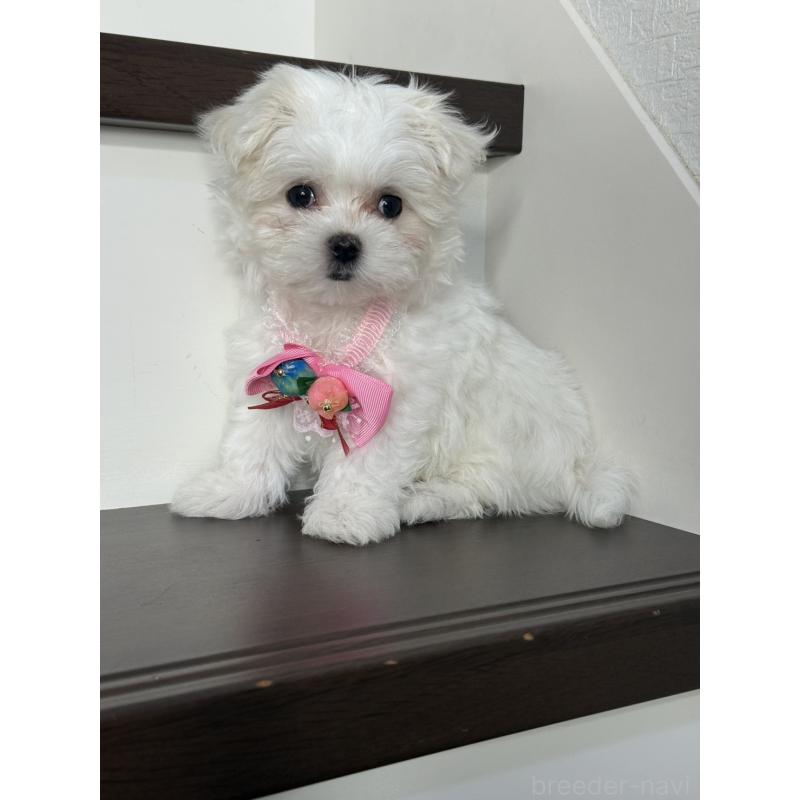 販売中の大阪府のマルチーズ-437957の3枚目