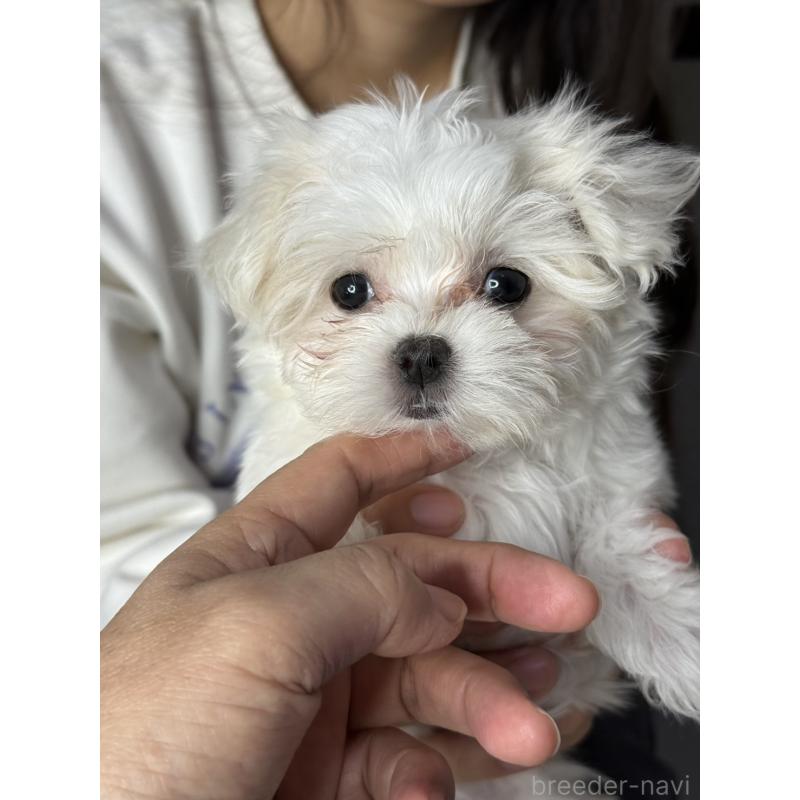 販売中の大阪府のマルチーズ-437957の2枚目