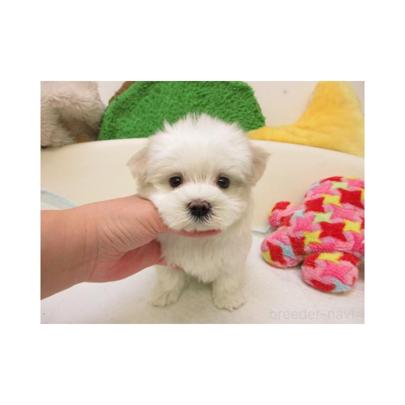 販売中の大阪府のマルチーズ-437958の2枚目