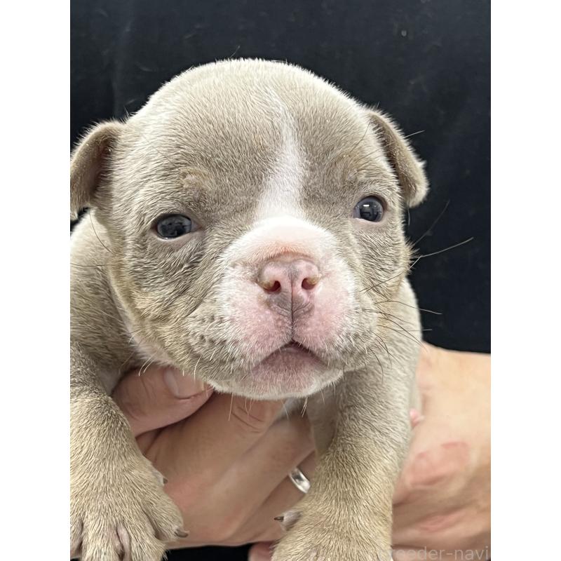 販売中の大阪府のエキゾチックブリー-435037の4枚目