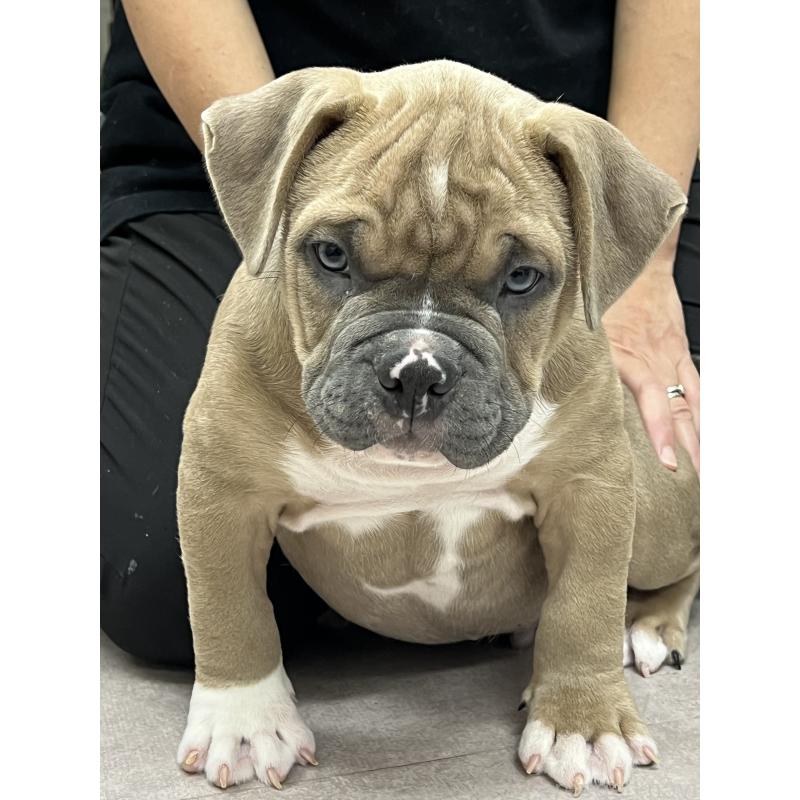 販売中の大阪府のアメリカンブリー-426675