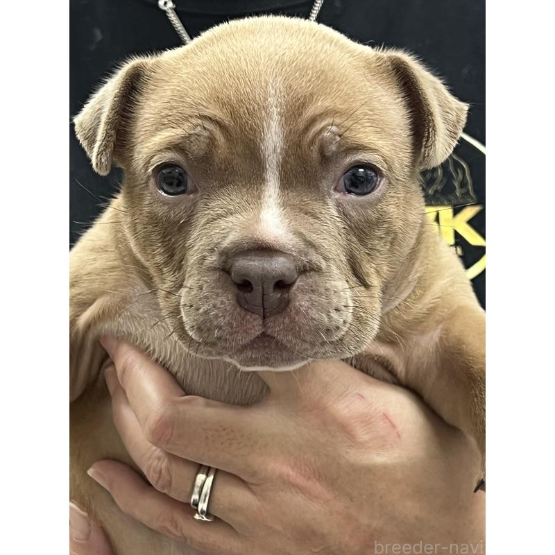 販売中の大阪府のエキゾチックブリー-435036