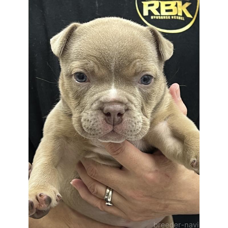 販売中の大阪府のエキゾチックブリー-435035の3枚目