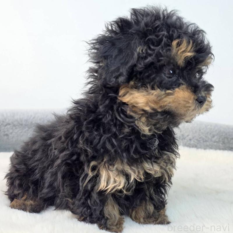 販売中の茨城県のマルプー:マルチーズ×トイプードル-437963の6枚目