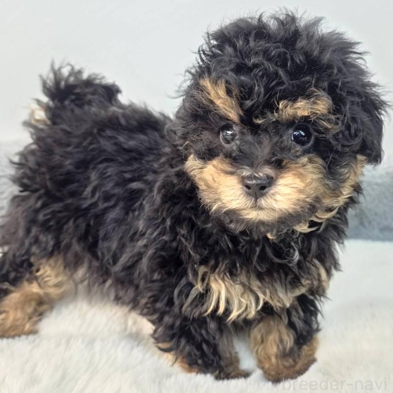 販売中の茨城県のマルプー:マルチーズ×トイプードル-437963の3枚目